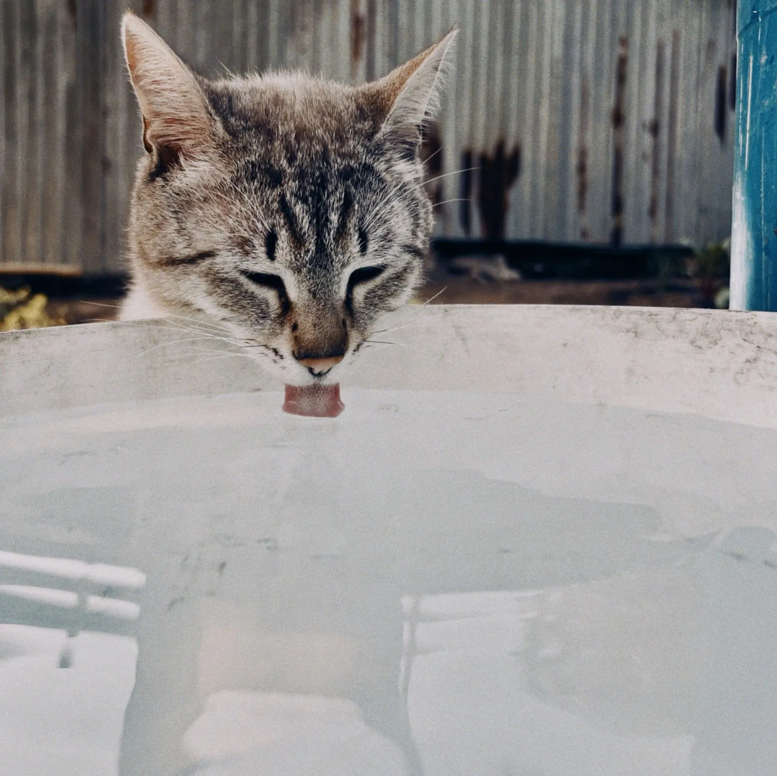 Chat tigré qui boit dans une bassine d'eau