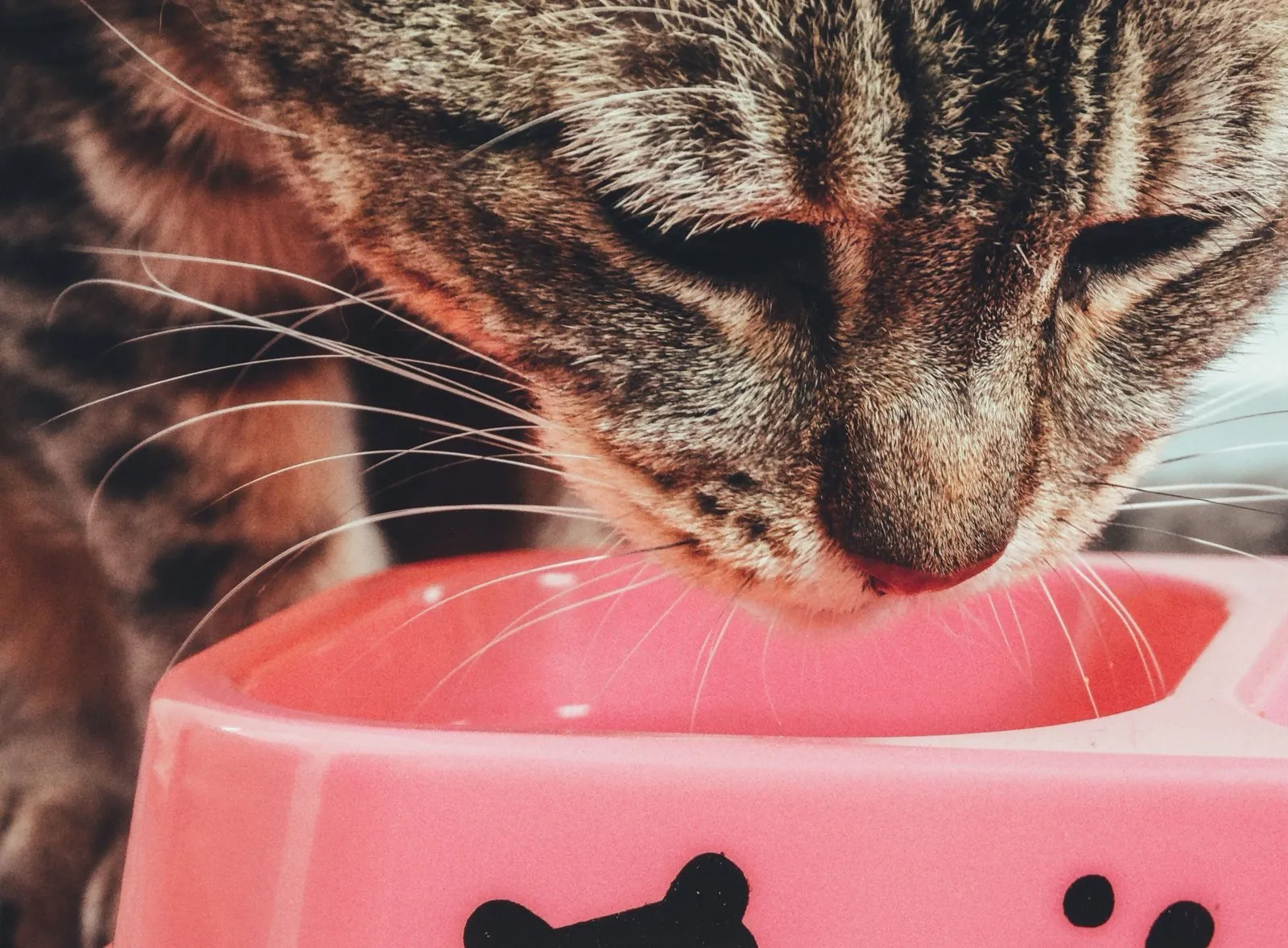 Chat tigré qui mange dans une gamelle rose
