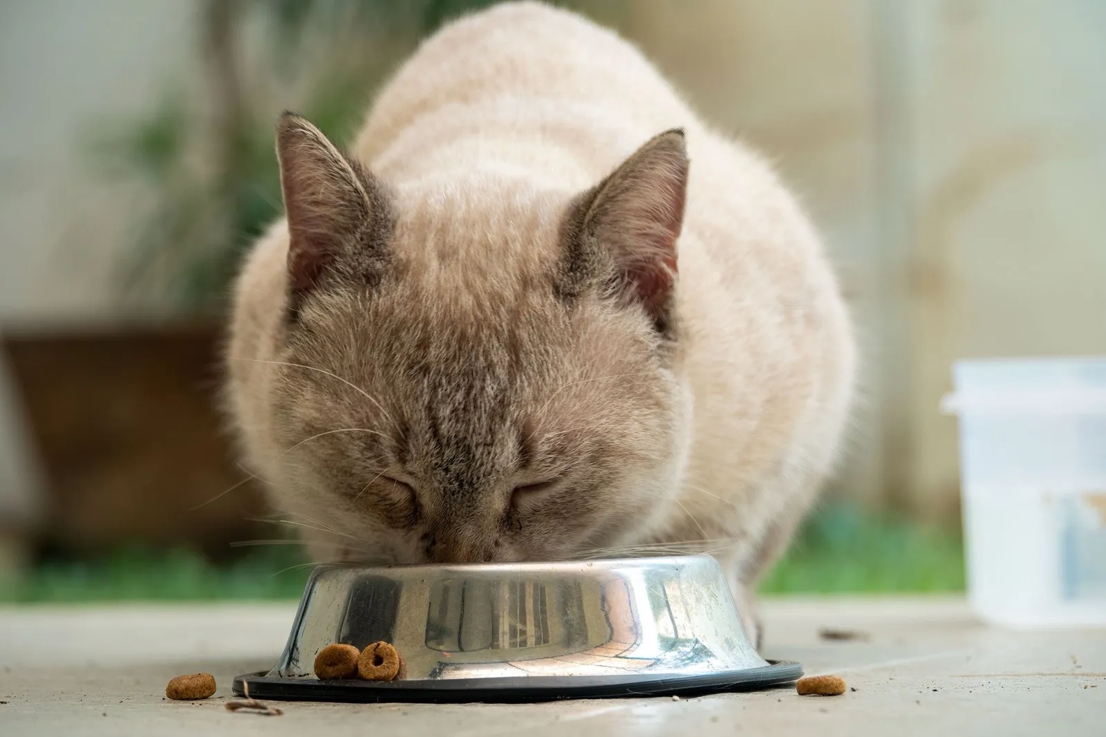 Chat qui mange des croquettes dans une gamelle en inox