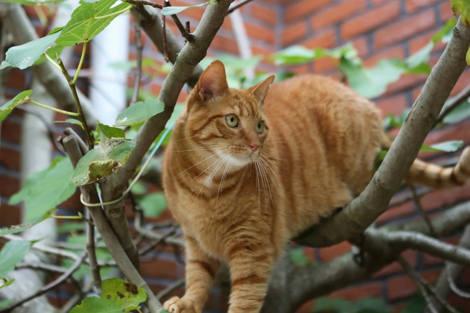 Chat roux perché dans un arbre