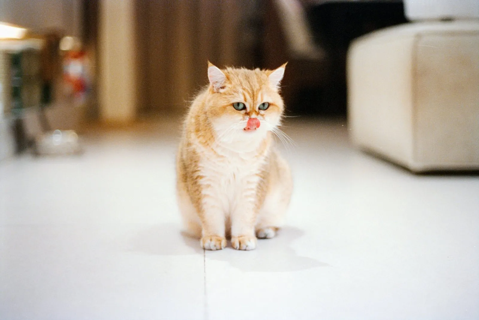 Chat roux qui se lèche les babines