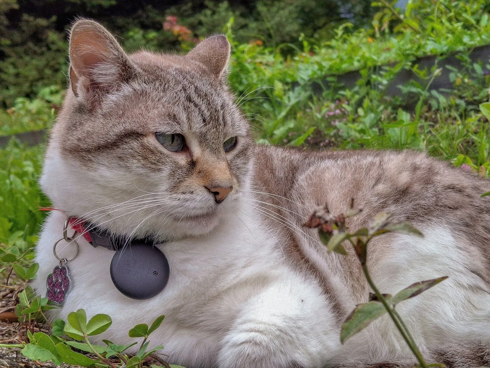 Chat tigré allongé dans l'herbe avec un traceur GPS au collier