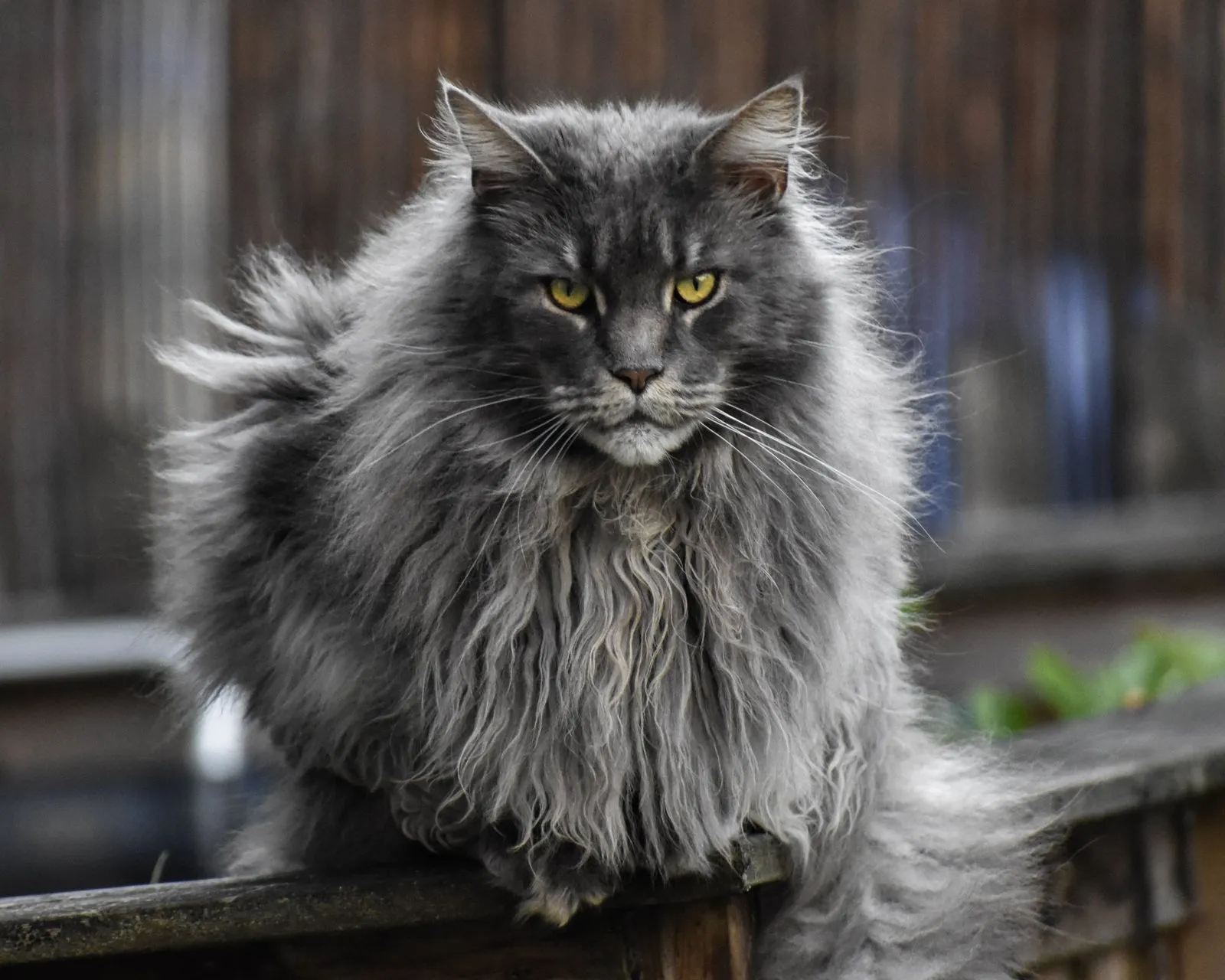 Maine Coon gris à poil long assis sur une clôture